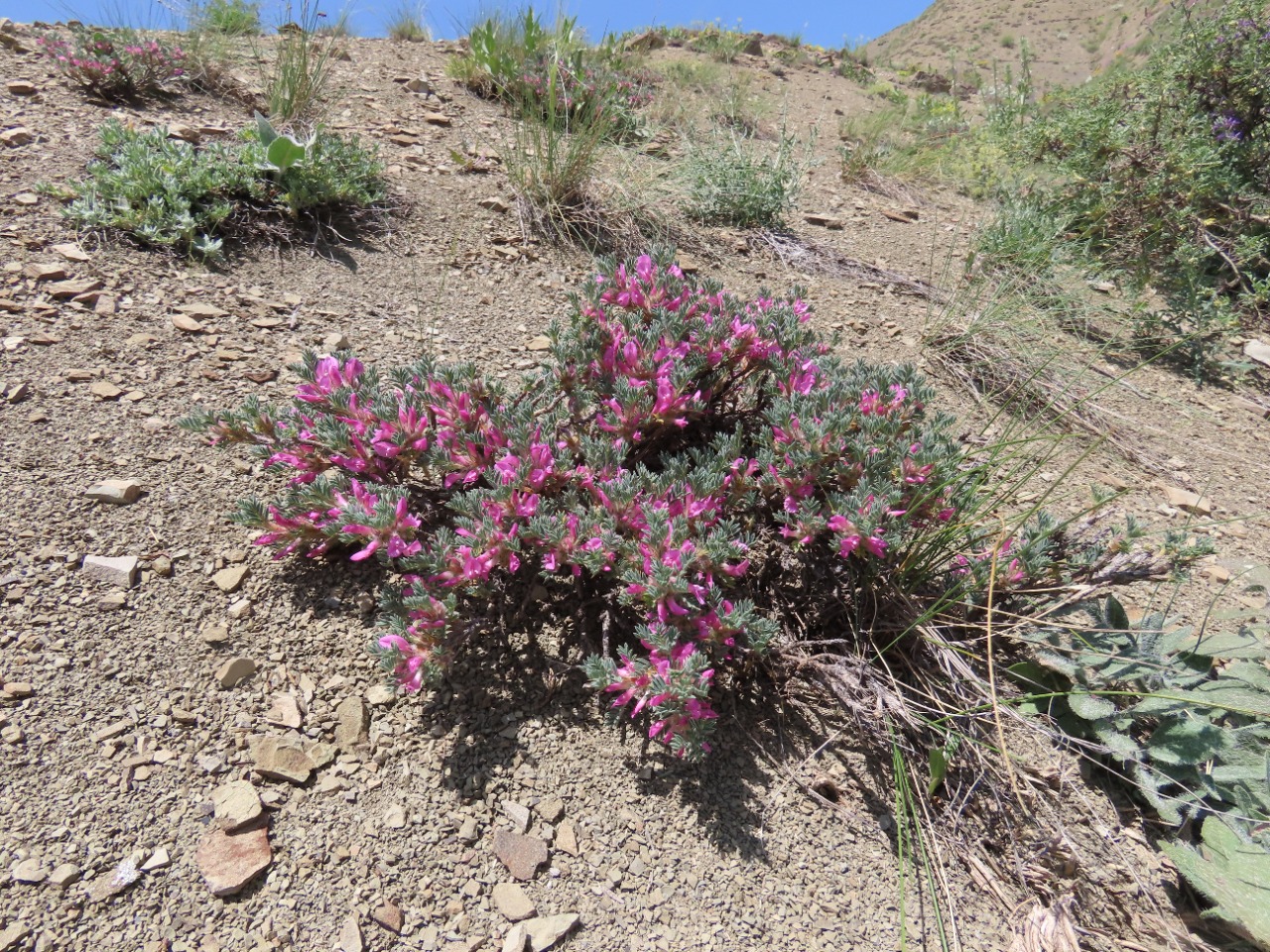 Astragalus noaeanus