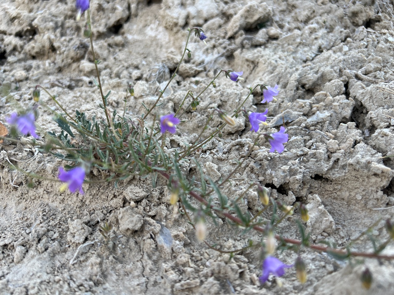 Campanula pinnatifida