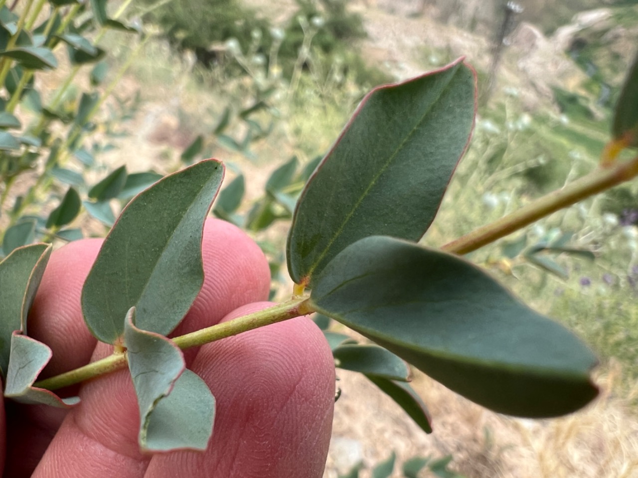 Astragalus angustiflorus