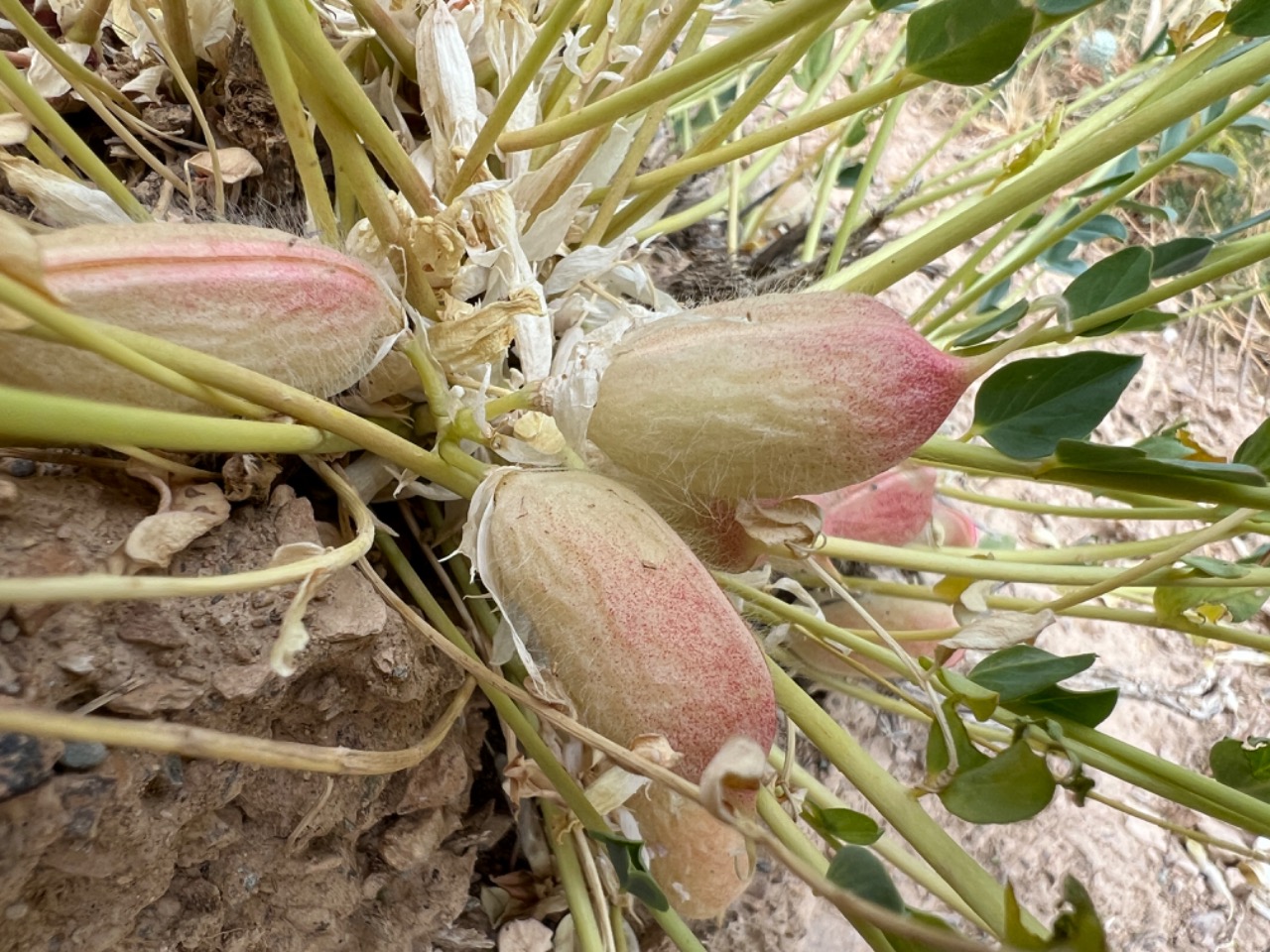 Astragalus angustiflorus