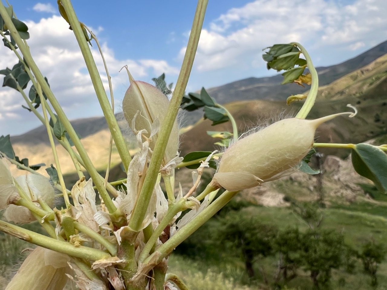 Astragalus angustiflorus