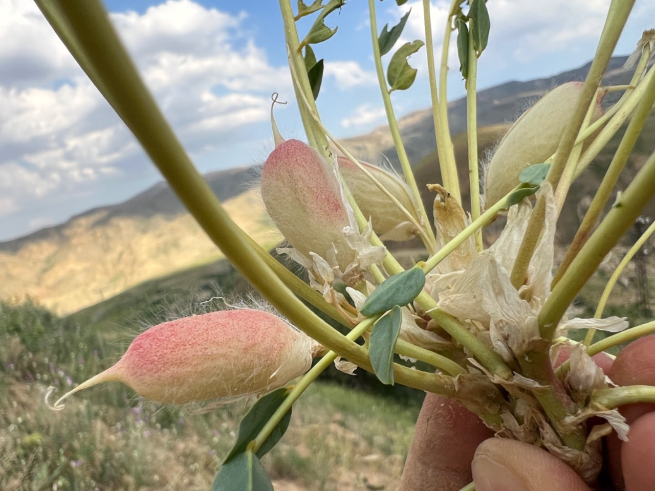 Astragalus angustiflorus