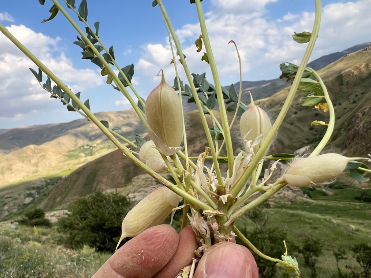 Astragalus angustiflorus