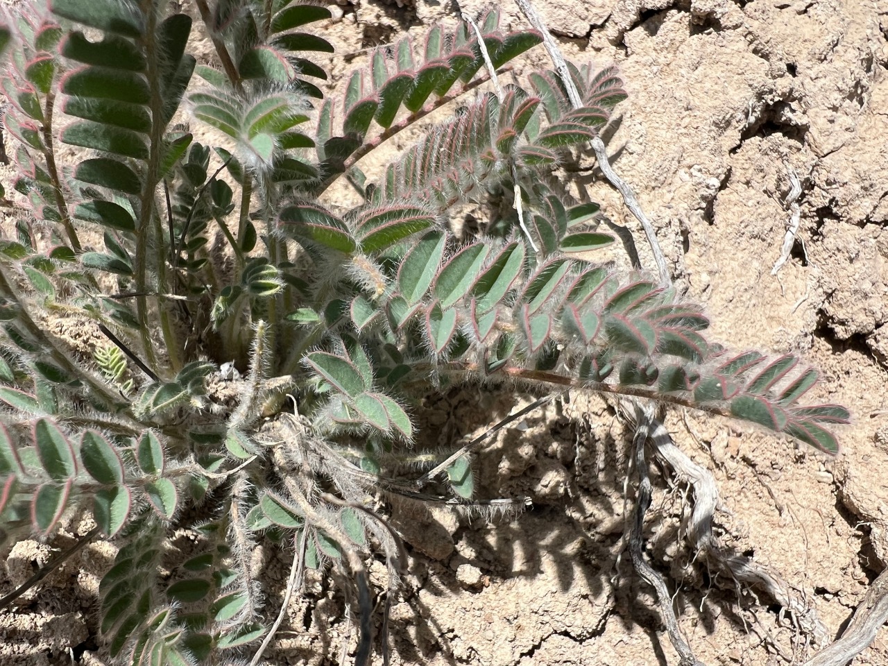 Astragalus inaniae