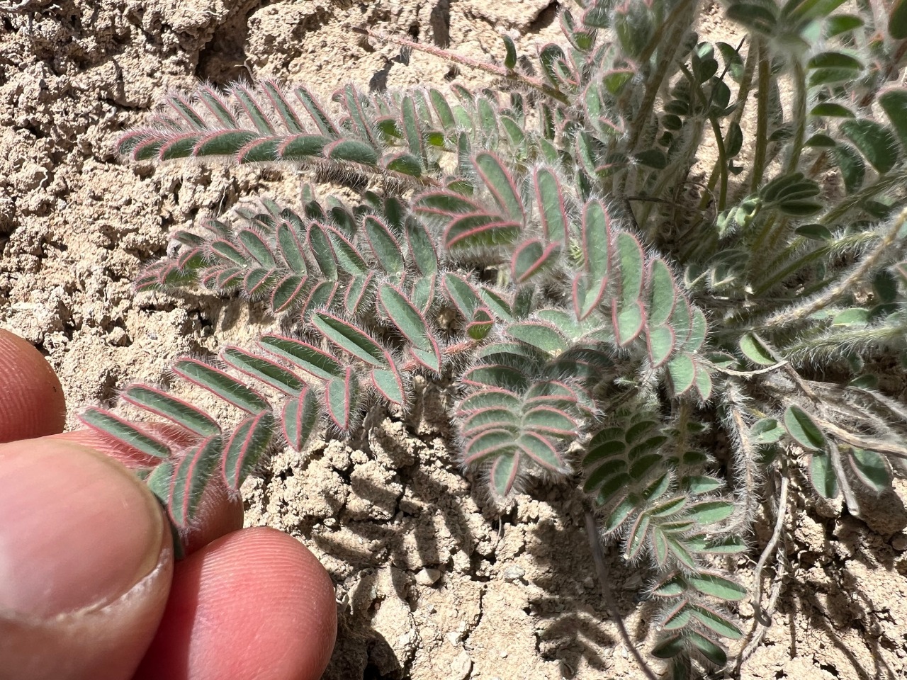 Astragalus inaniae