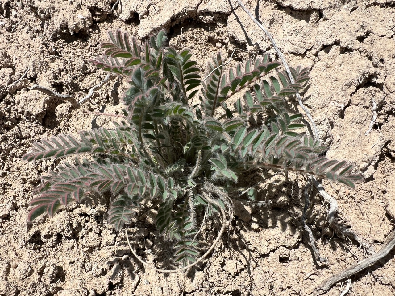 Astragalus inaniae