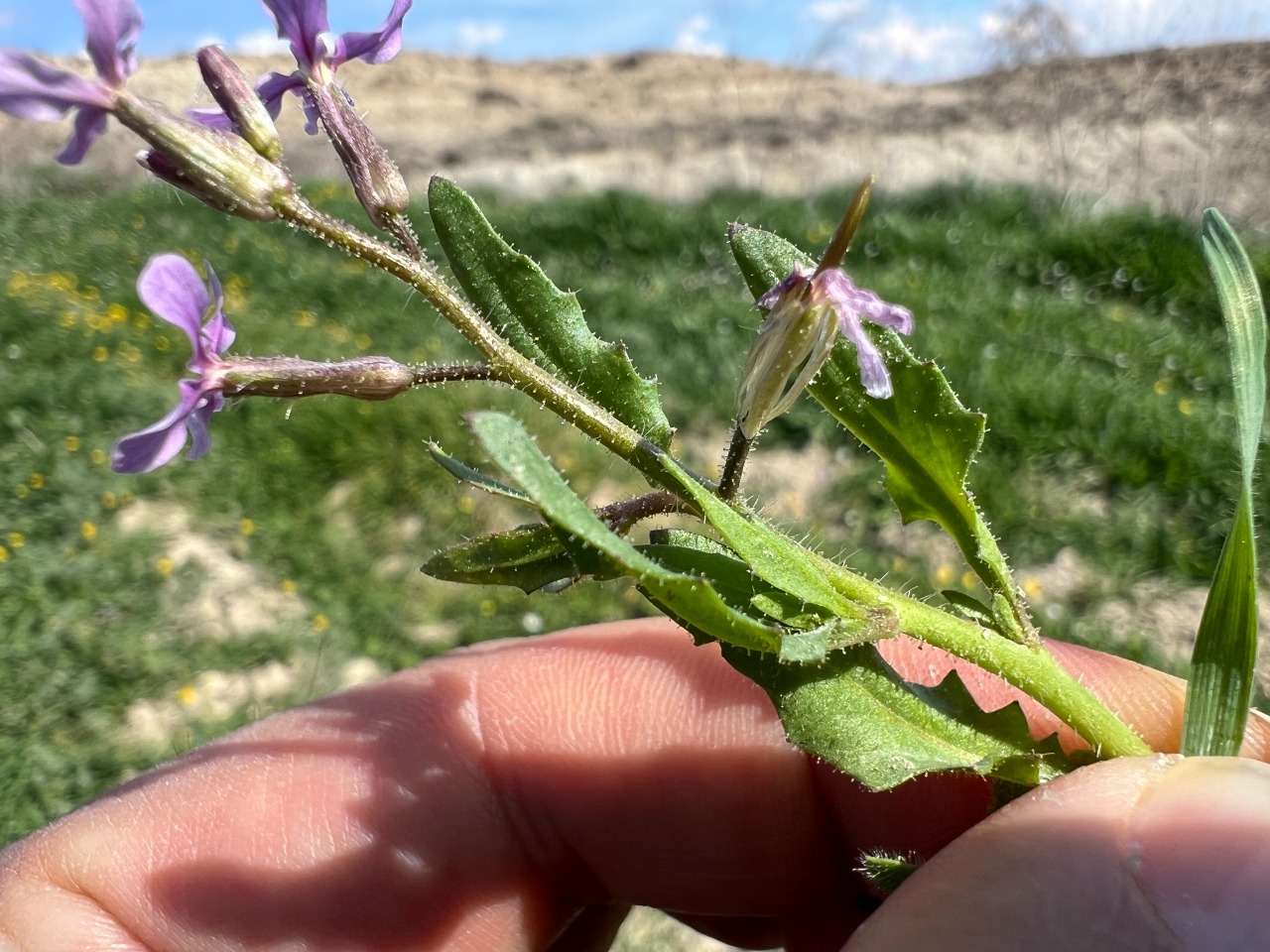 Chorispora tenella