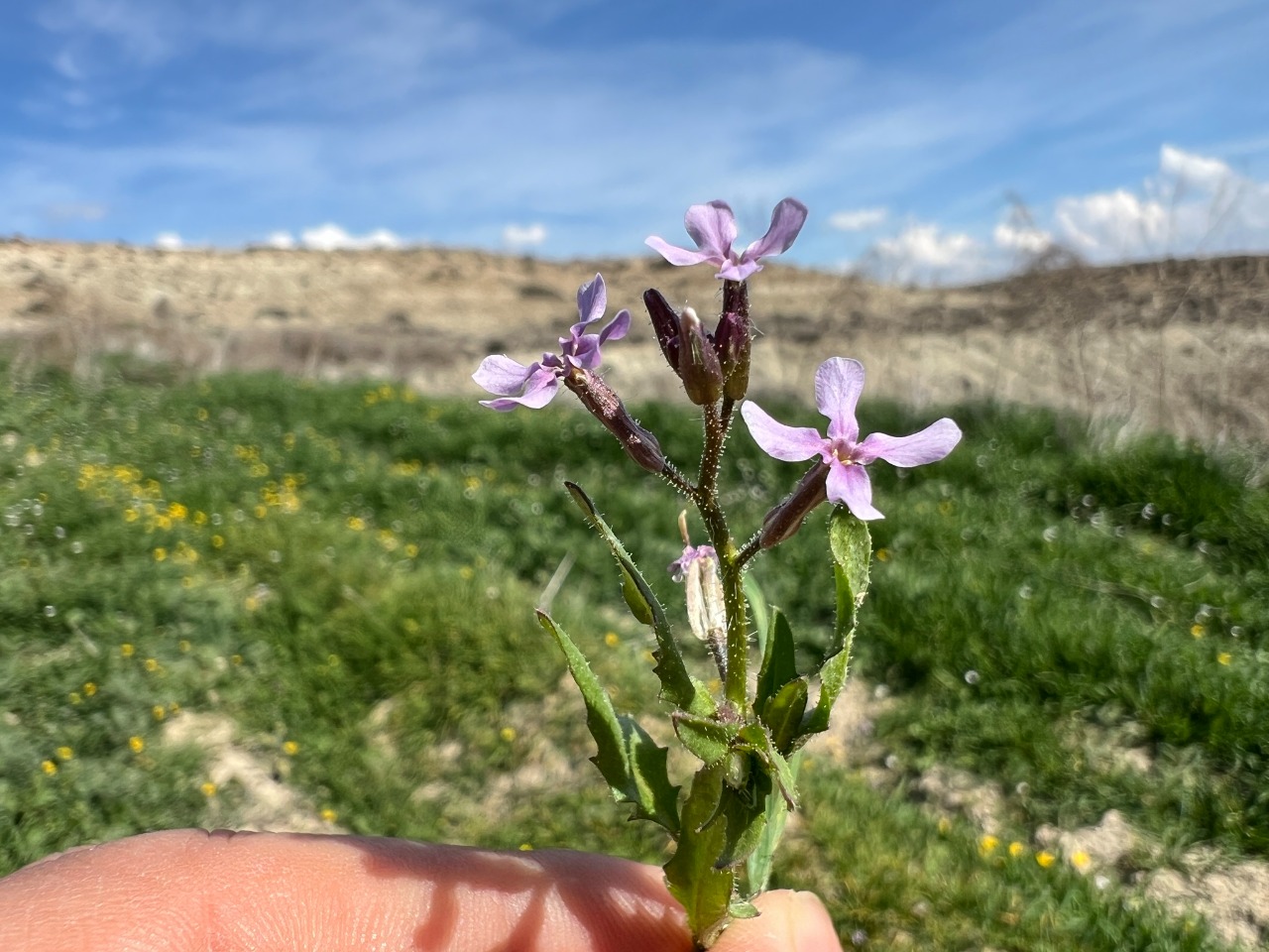 Chorispora tenella