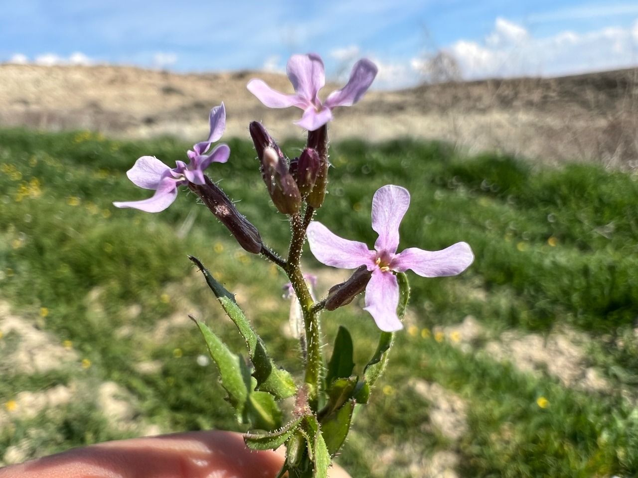 Chorispora tenella