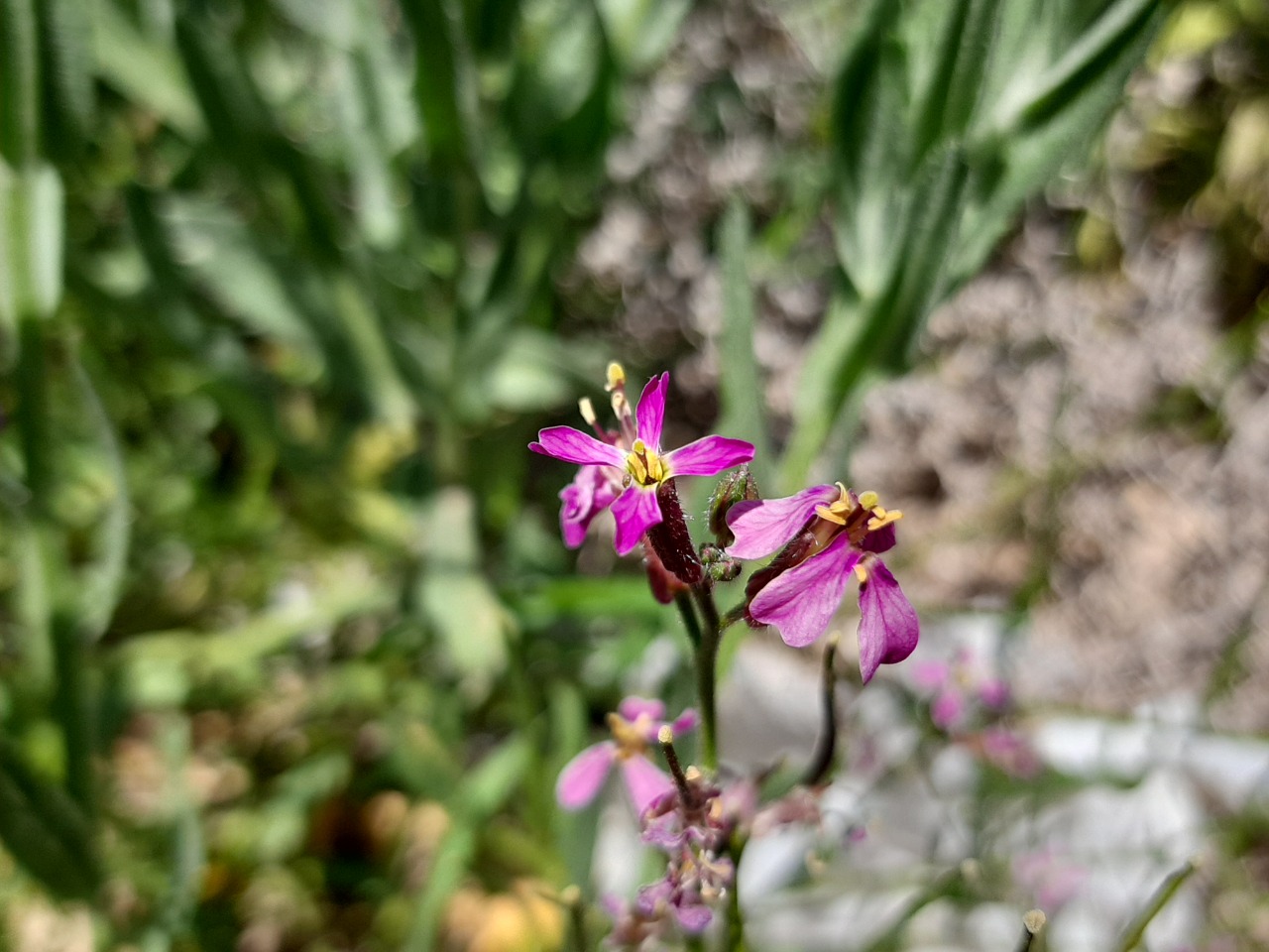 Chorispora tenella