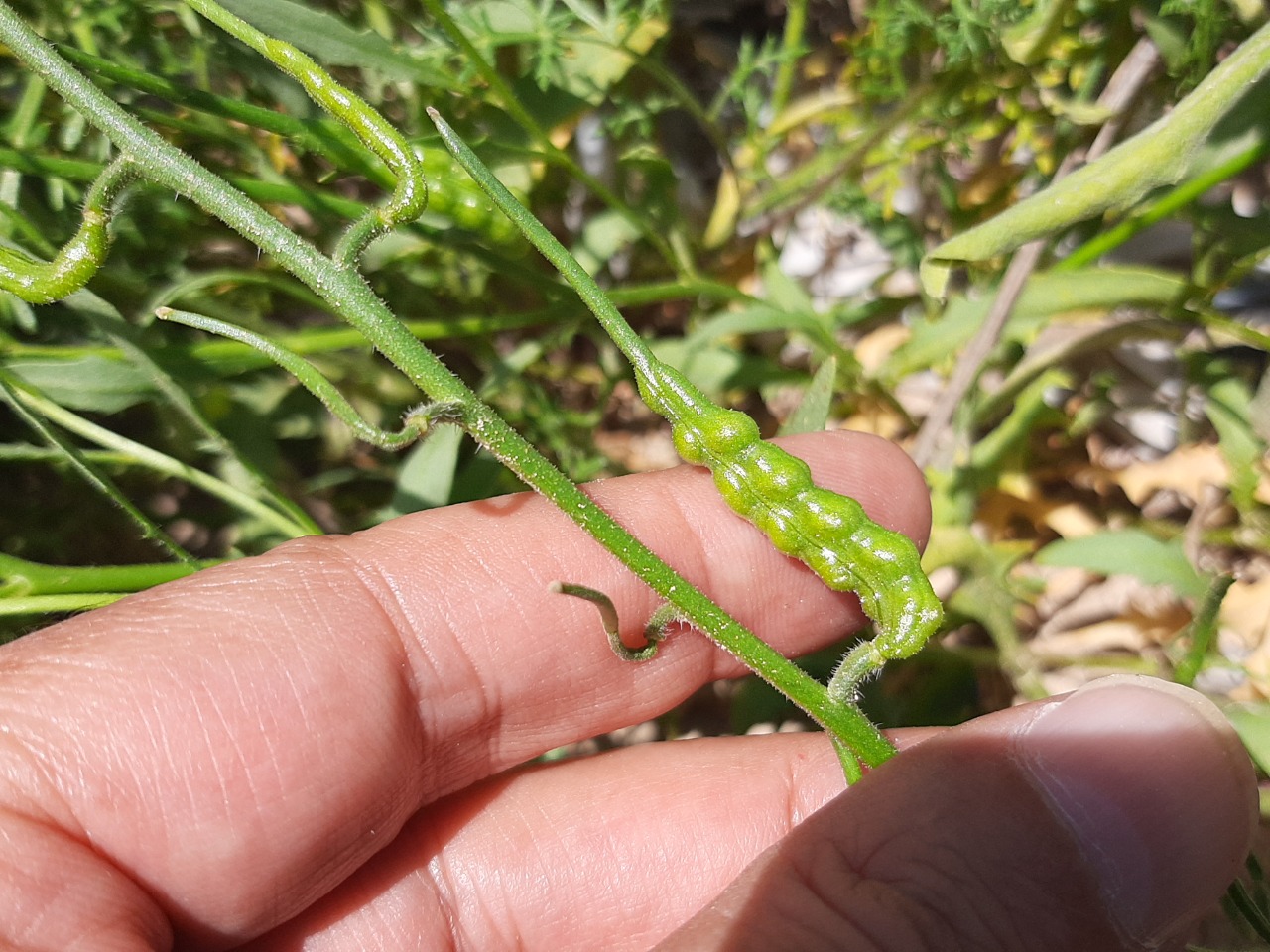 Chorispora tenella