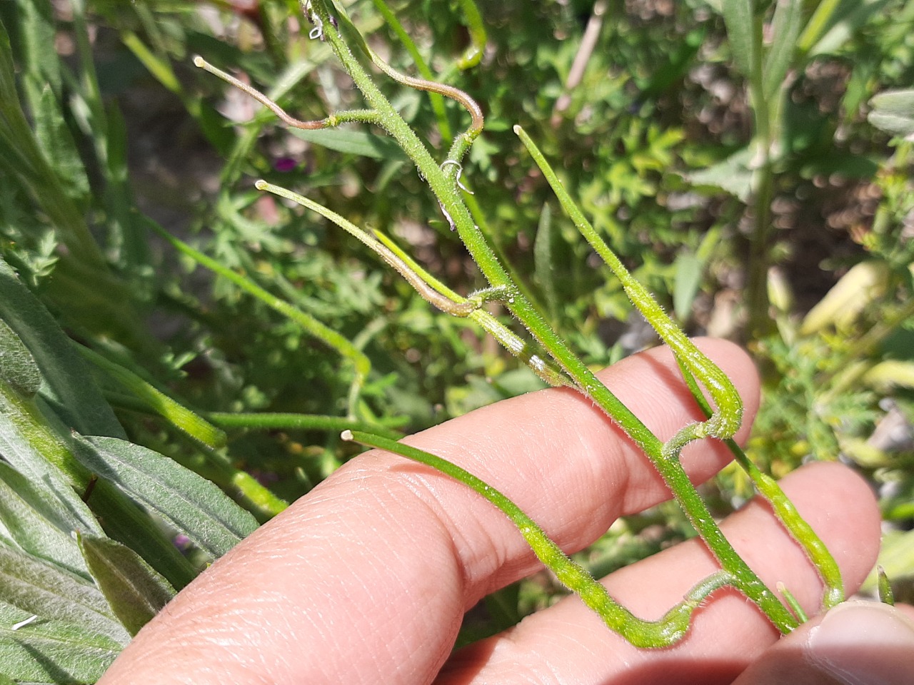 Chorispora tenella