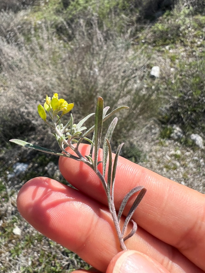 Meniocus linifolius