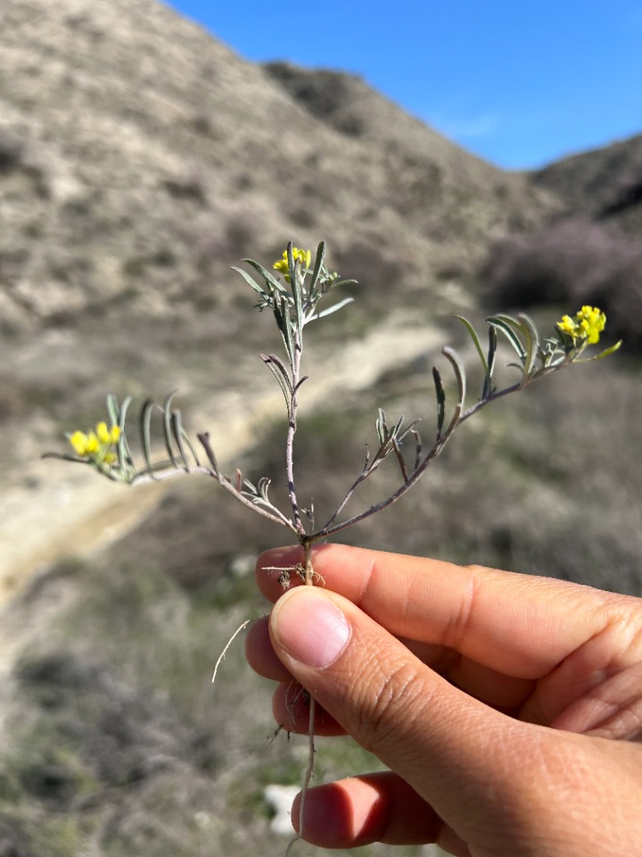 Meniocus linifolius