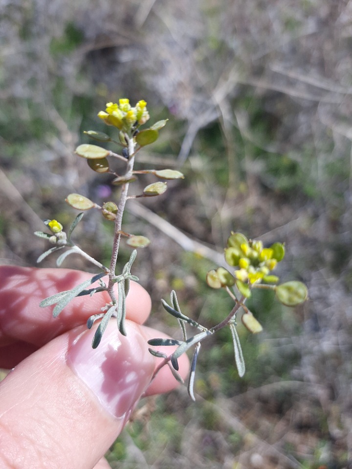 Meniocus linifolius