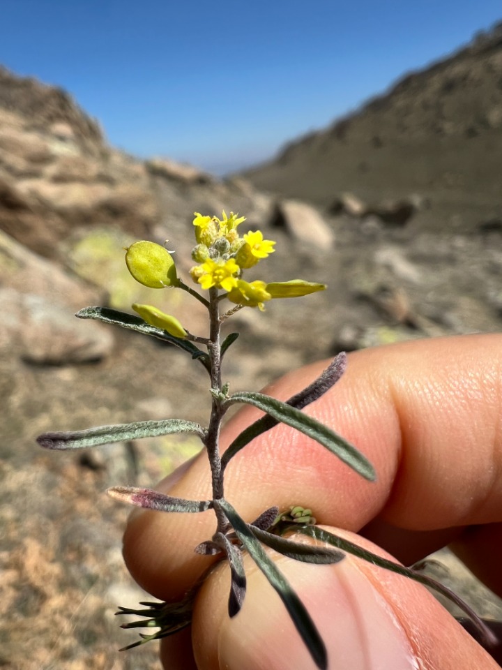 Meniocus linifolius