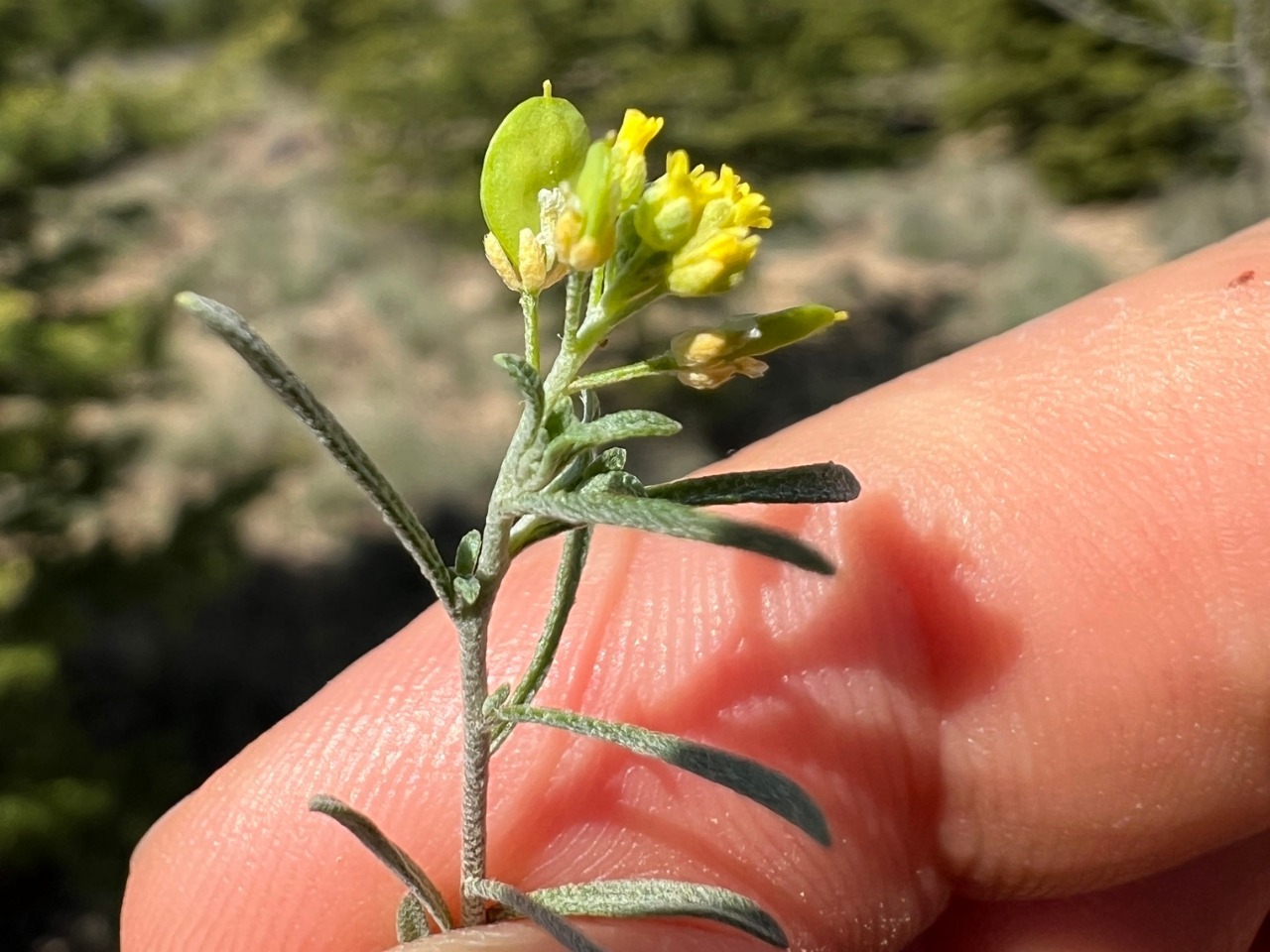 Meniocus linifolius