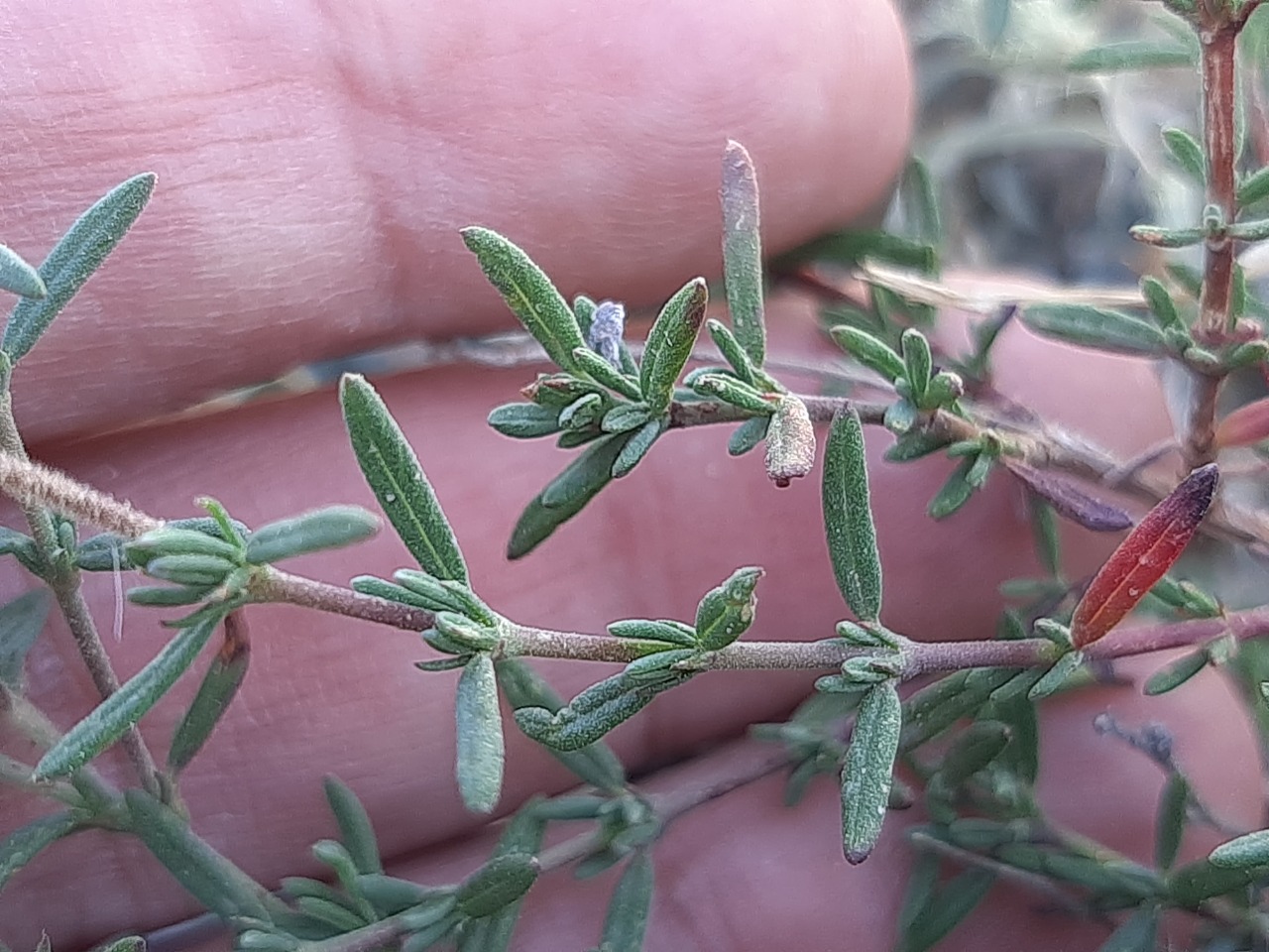 Fumana laevis