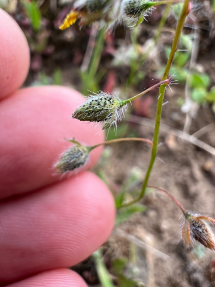 Tuberaria guttata