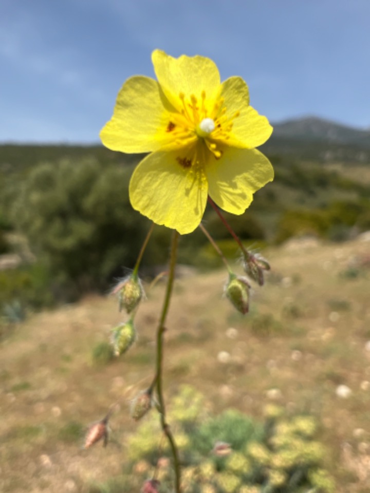 Tuberaria guttata