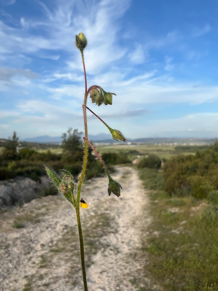 Tuberaria guttata