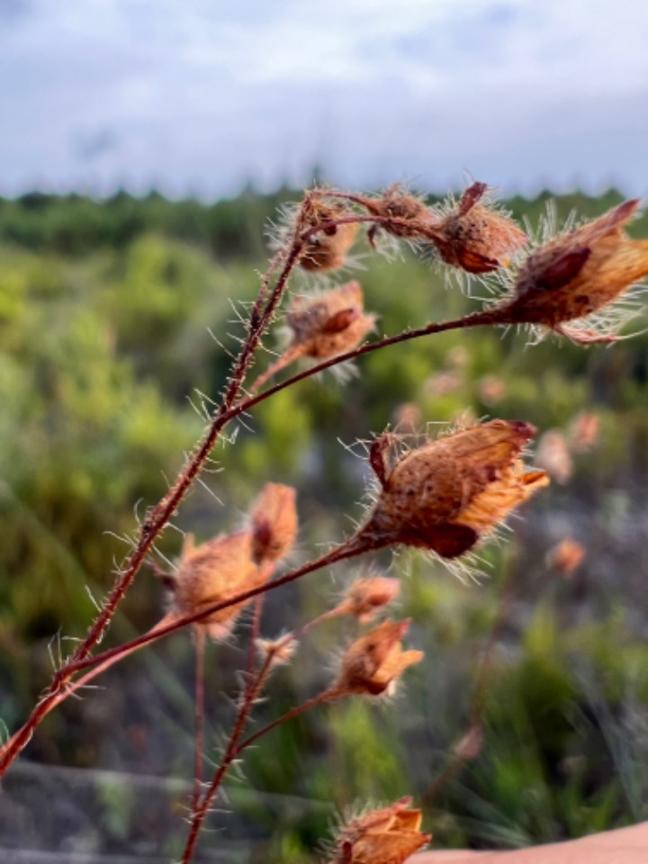 Tuberaria guttata