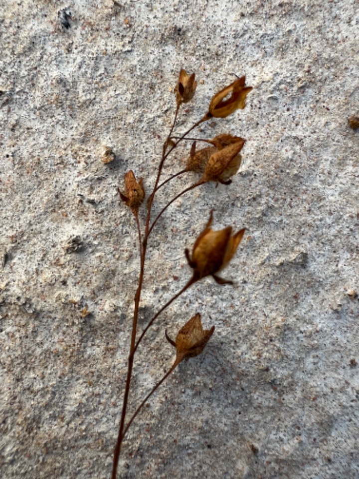 Tuberaria guttata