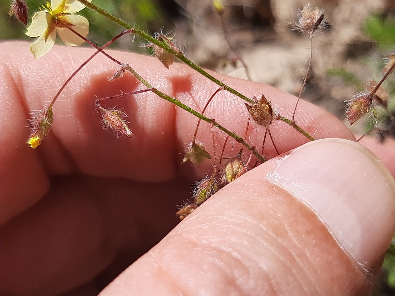 Tuberaria guttata