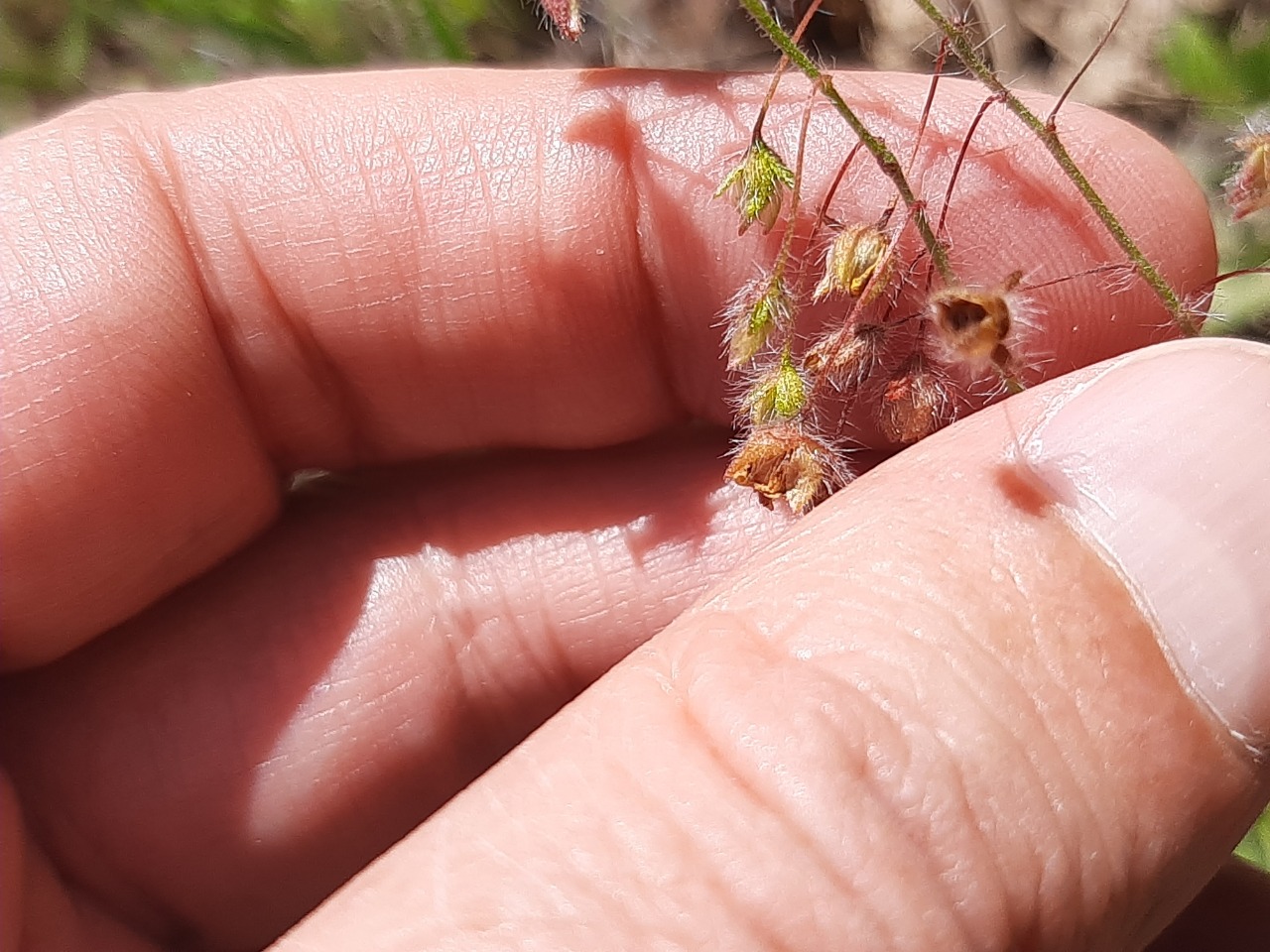 Tuberaria guttata