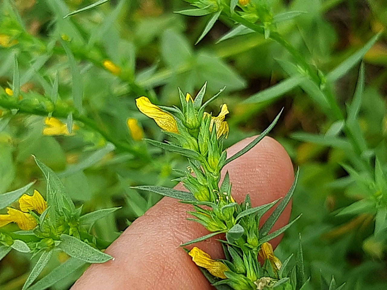 Linum strictum