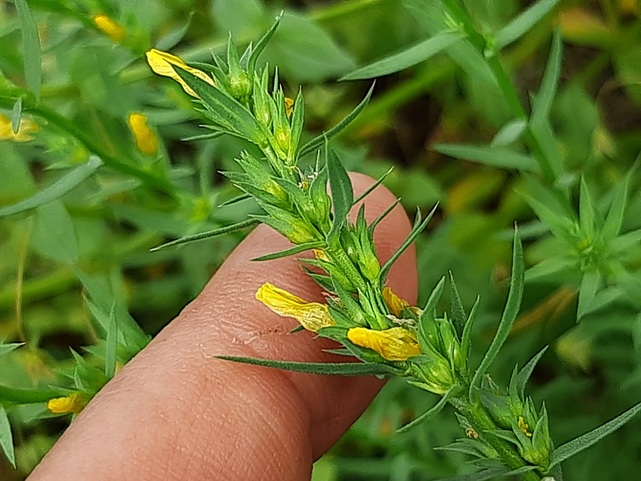 Linum strictum