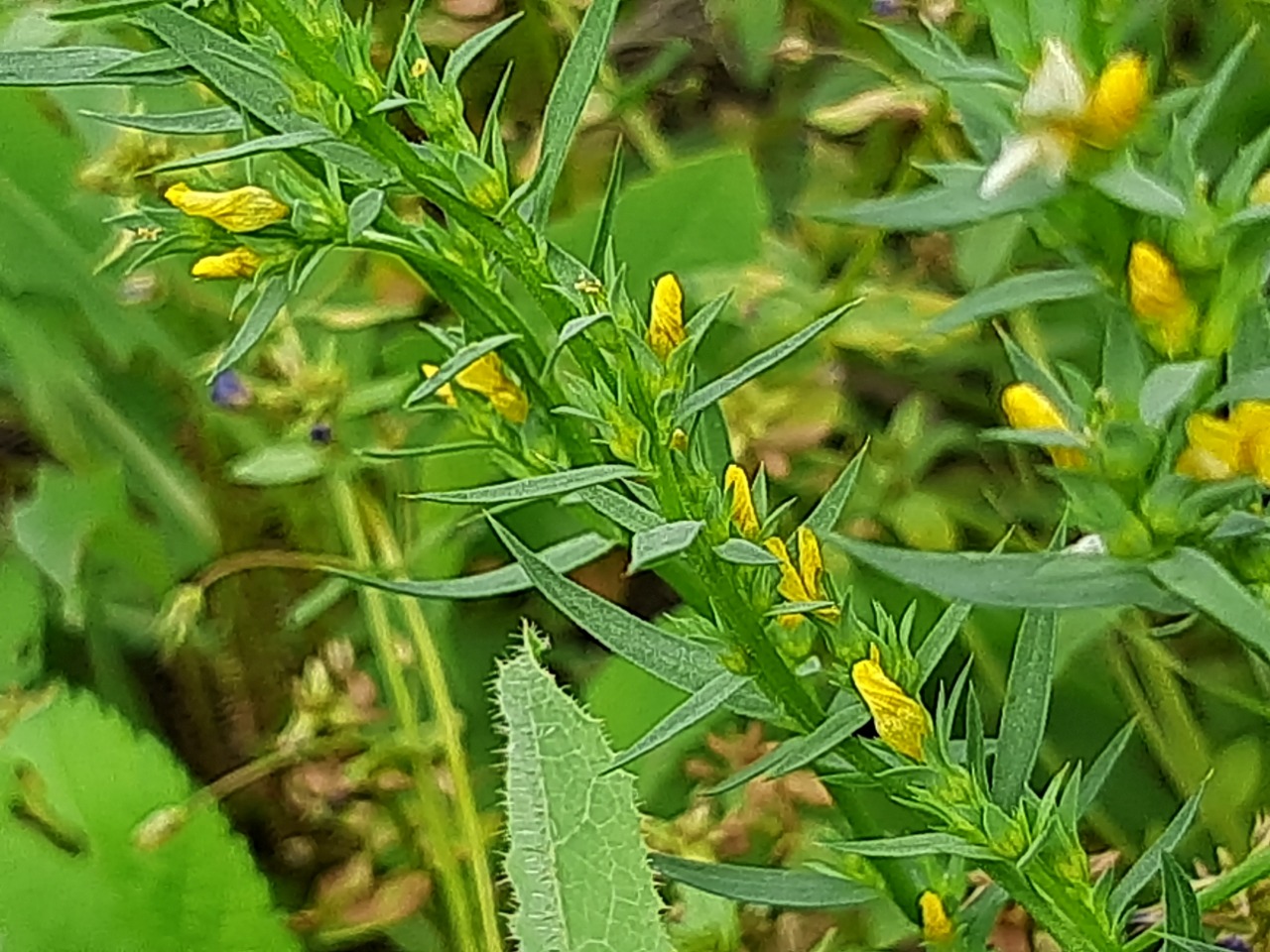 Linum strictum