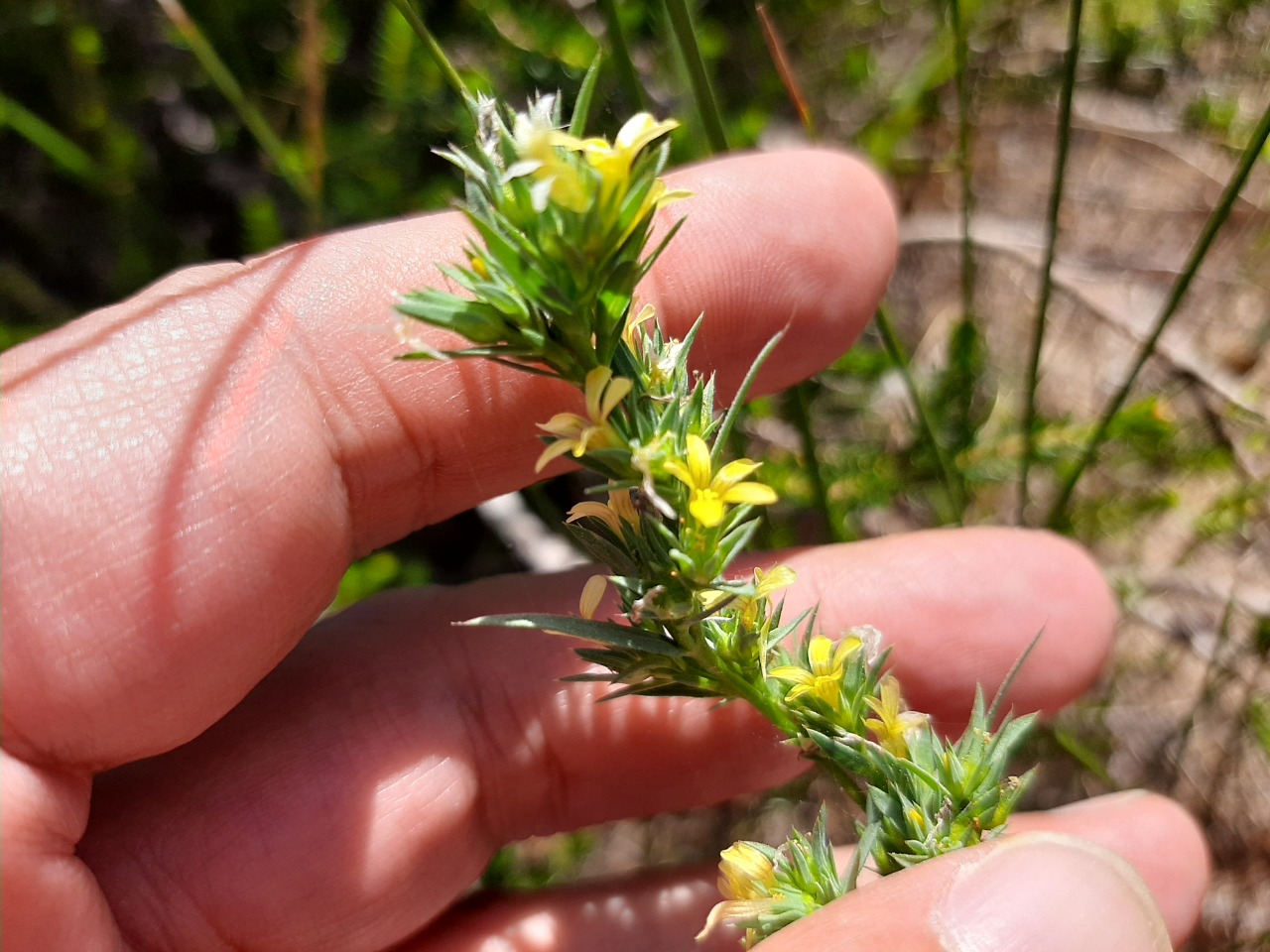 Linum strictum