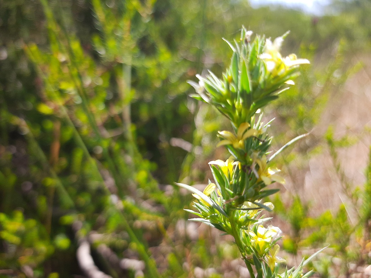 Linum strictum