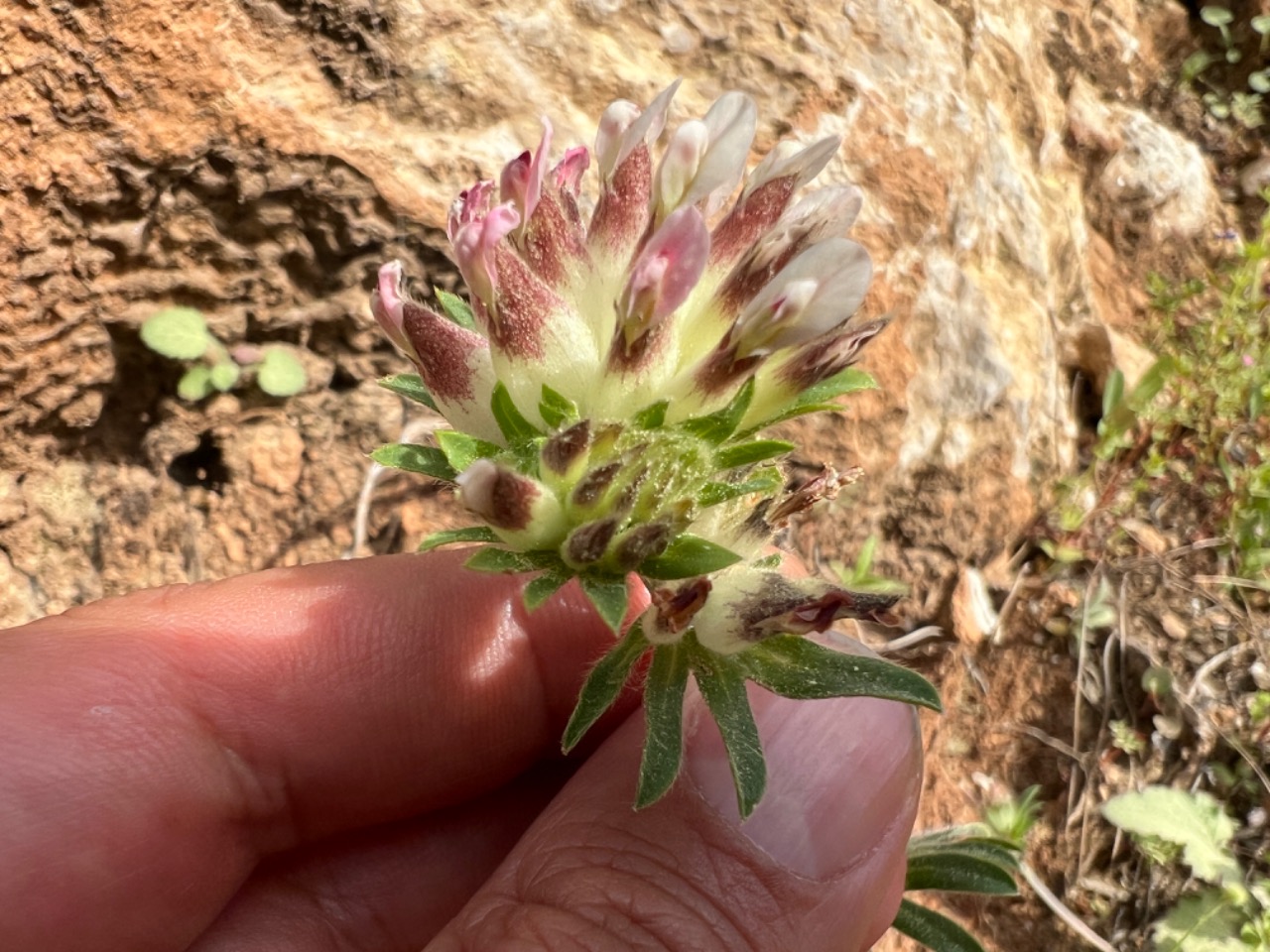 Anthyllis vulneraria subsp. praepropera