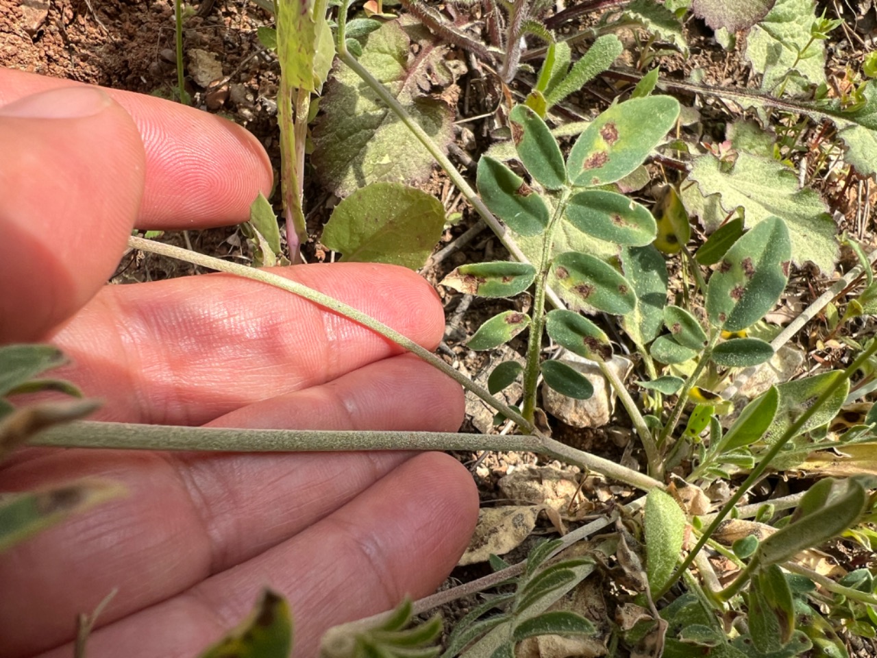 Anthyllis vulneraria subsp. praepropera