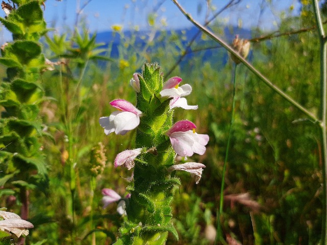 Bellardia trixago