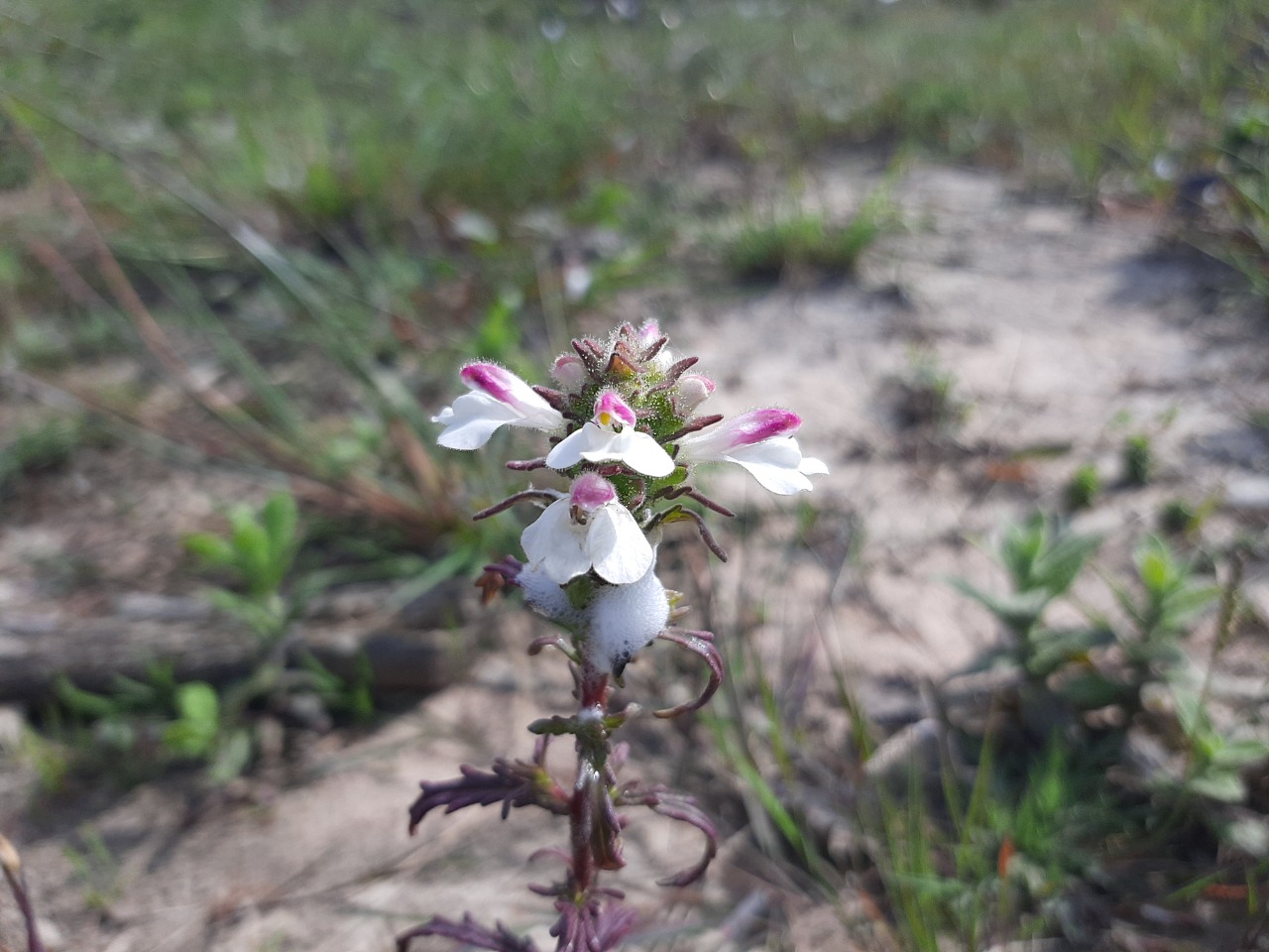 Bellardia trixago