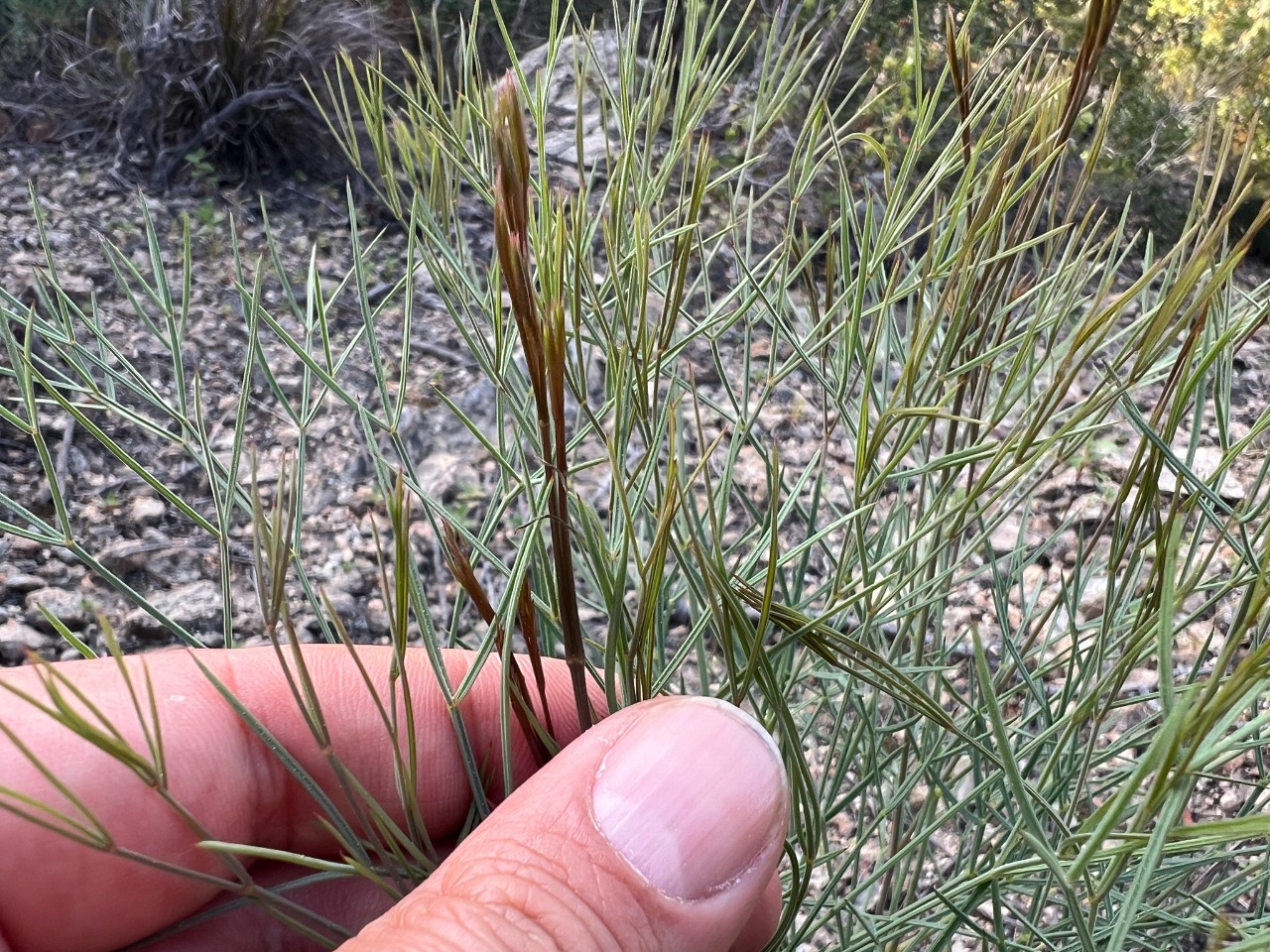 Peucedanum guvenianum