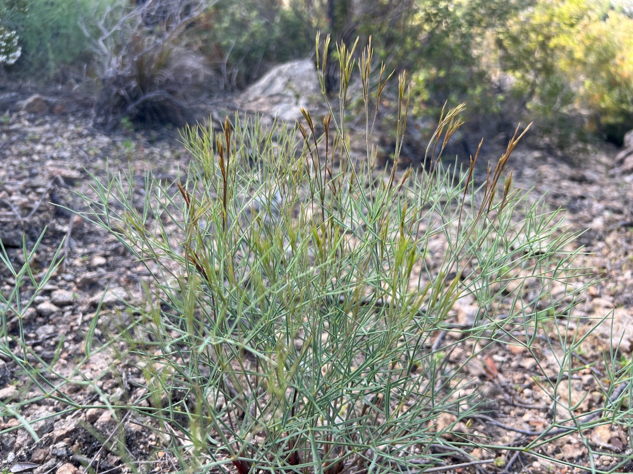 Peucedanum guvenianum