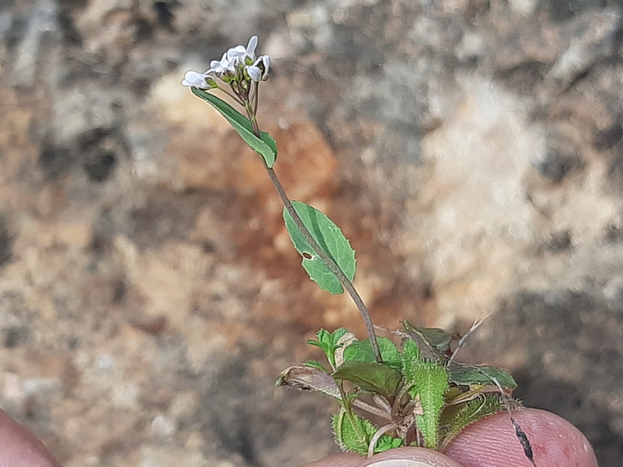 Noccaea perfoliata