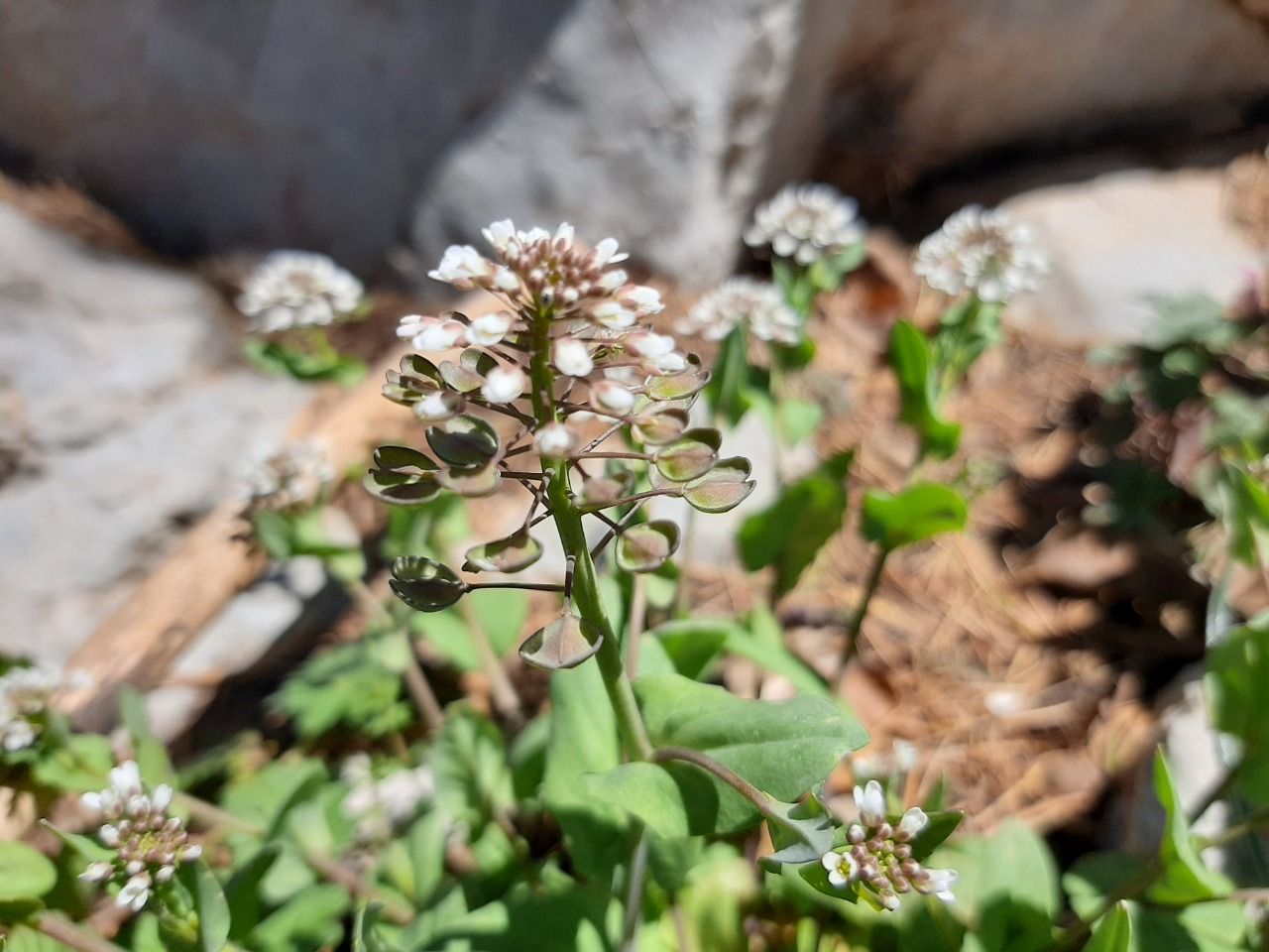 Noccaea perfoliata