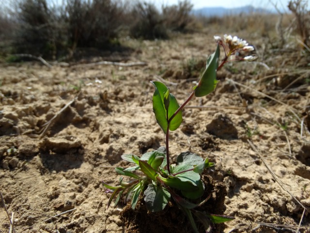 Noccaea perfoliata