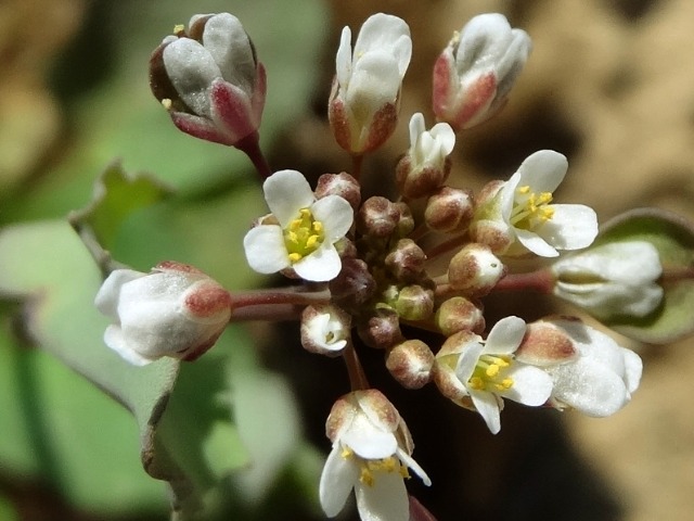 Noccaea perfoliata