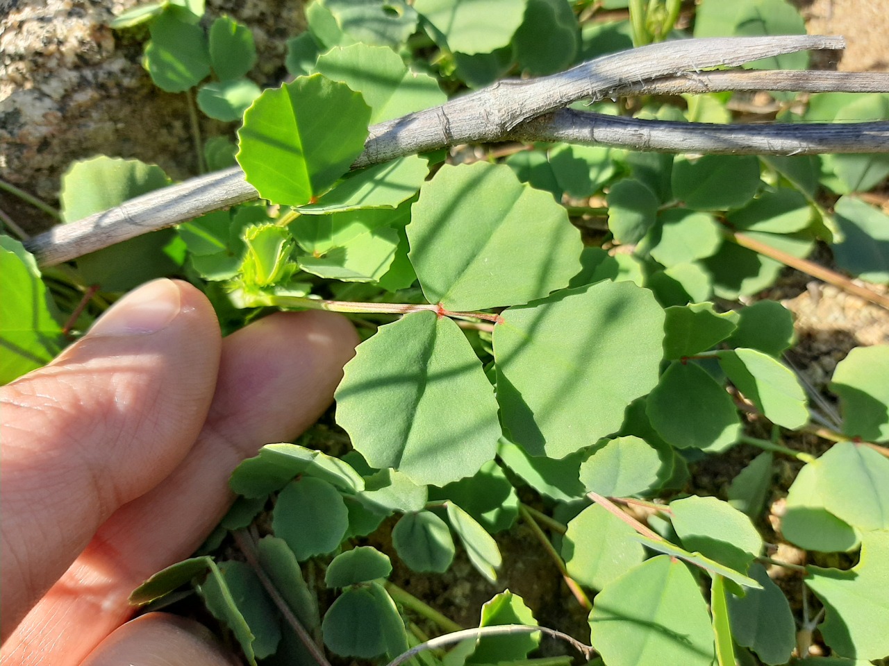 Trigonella strangulata