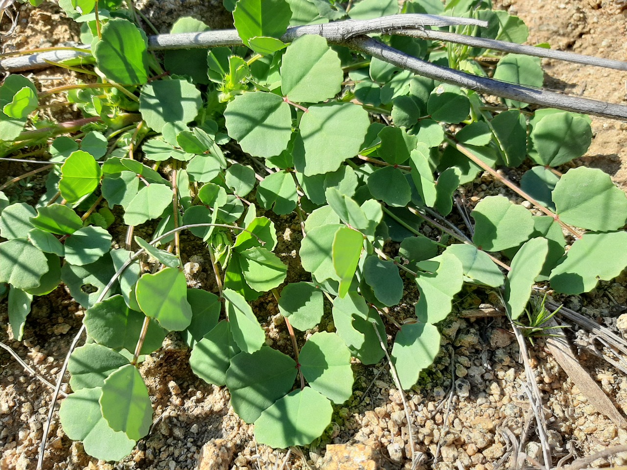 Trigonella strangulata