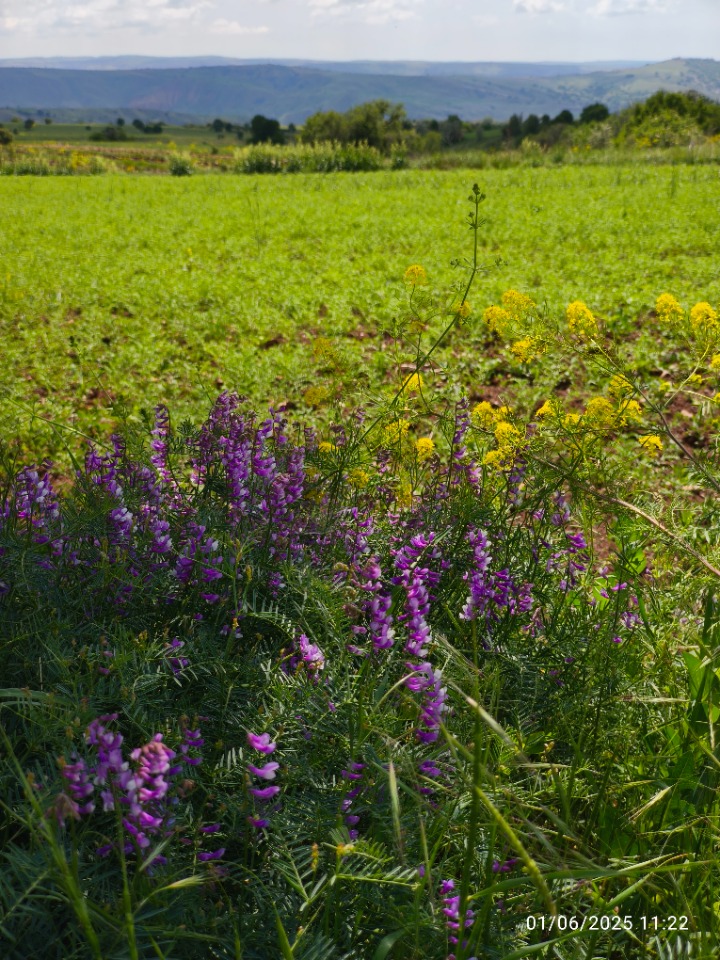 Vicia eriocarpa