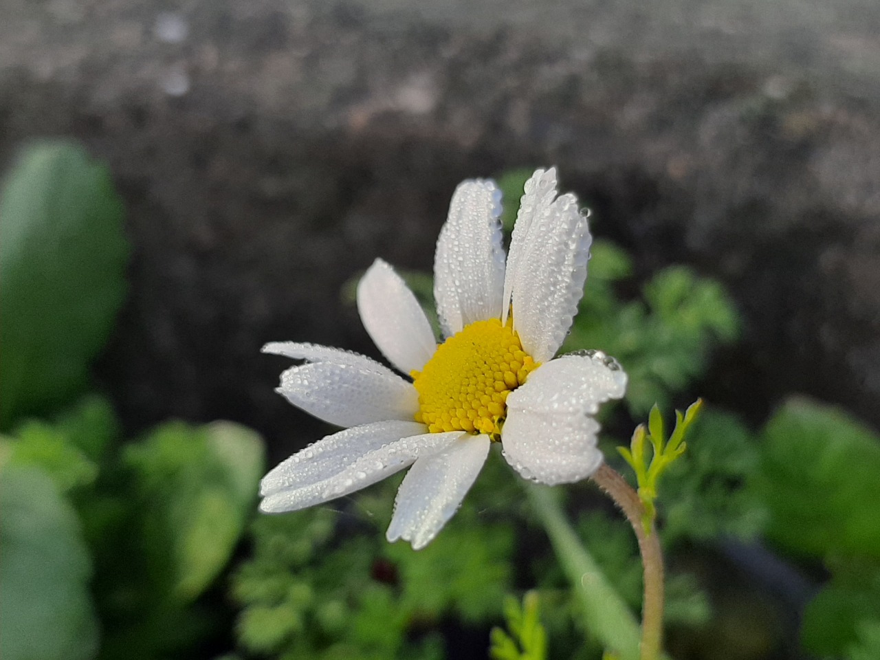 Anthemis chia