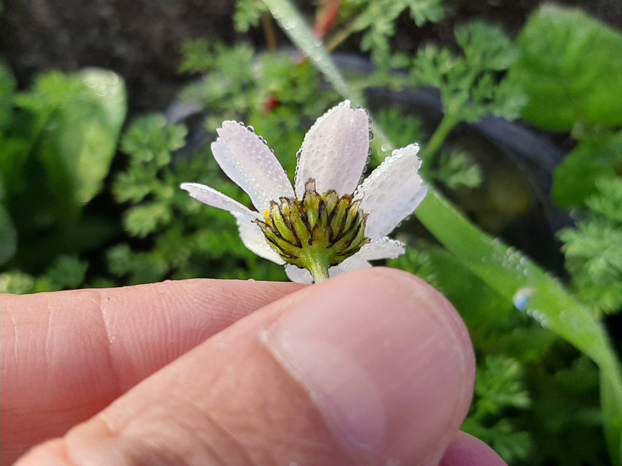 Anthemis chia