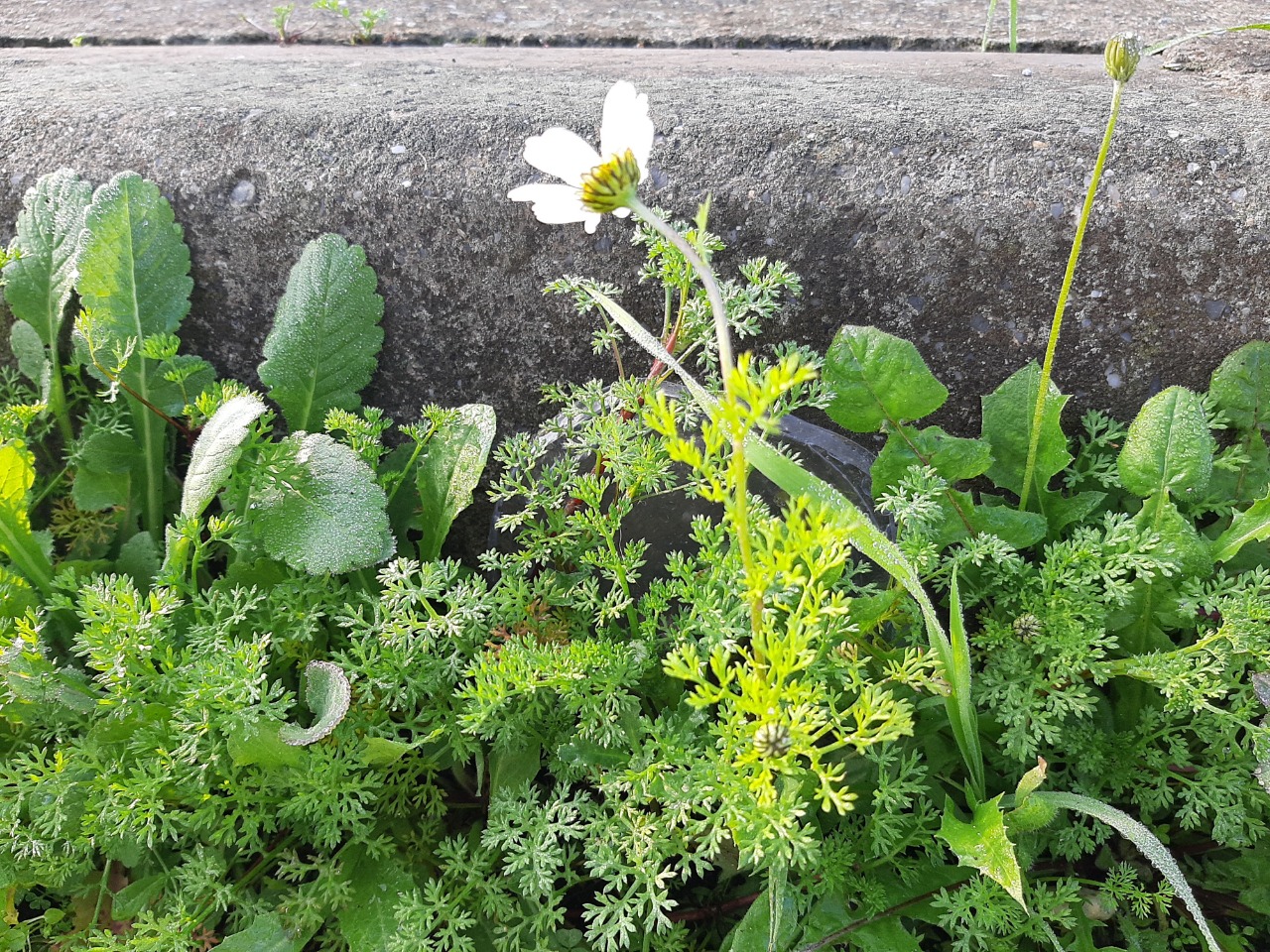 Anthemis chia